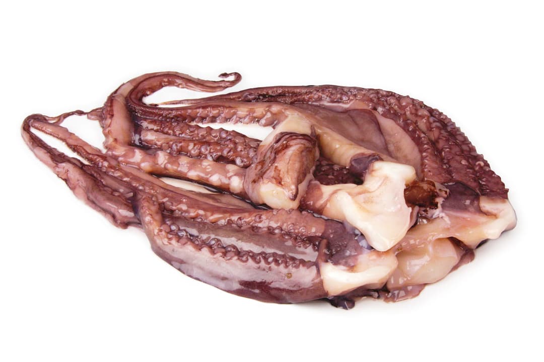Tentacule de calmar congelate