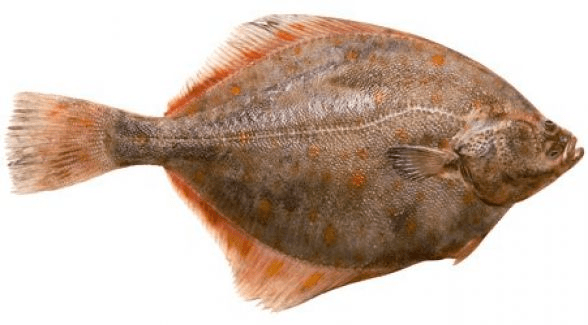Cambula congelat