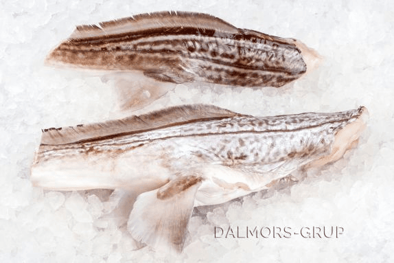 Rabbitfish trunchi (peste iepure)