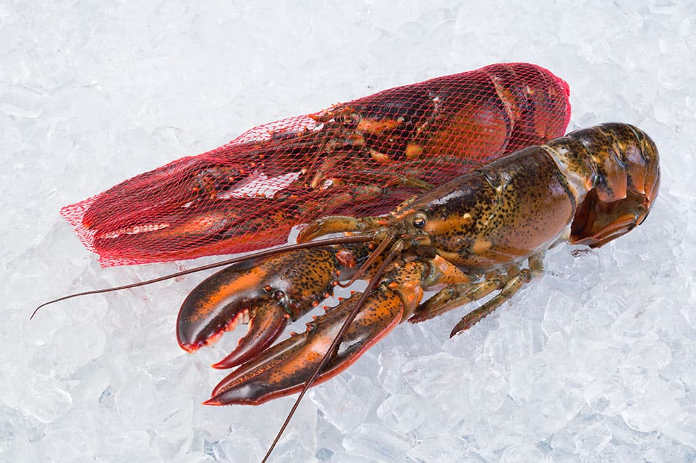 Lobster congelat