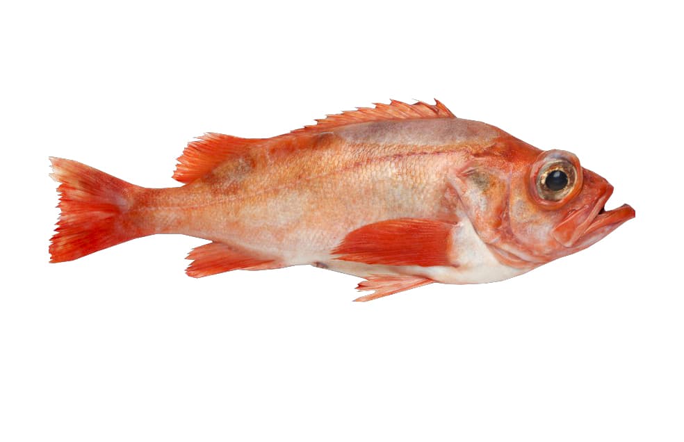 Biban rosu congelat cu cap